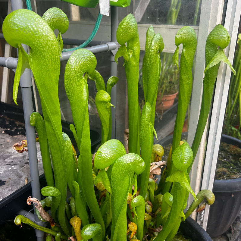 Darlingtonia californica (Cobra Lily)