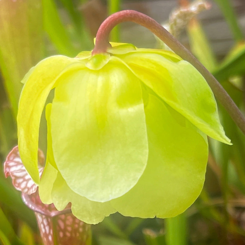 Sarracenia alata var. alata - Pubescent Form (Perdido, Alabama)