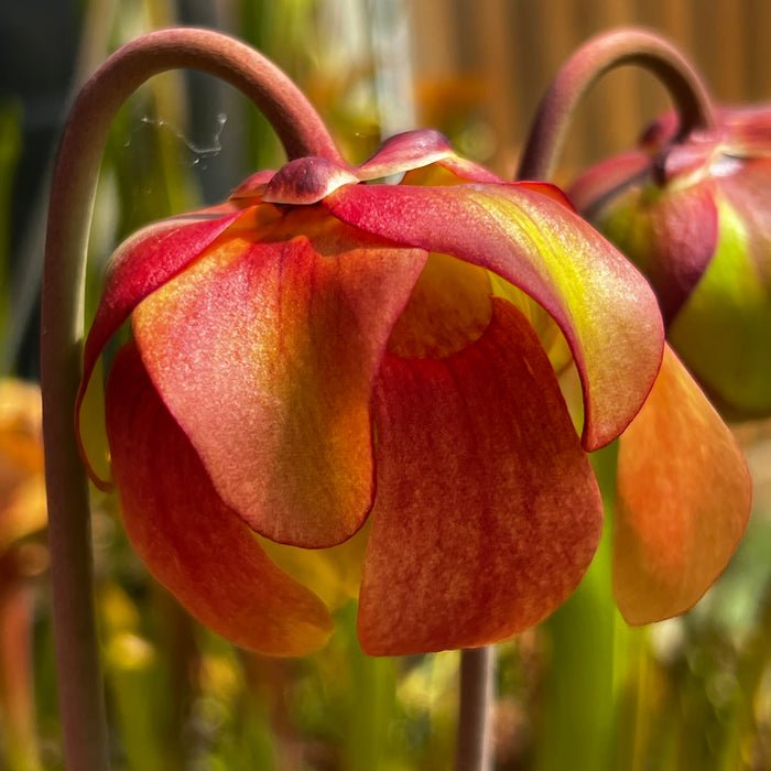 Sarracenia × moorei 'Elizabeth'