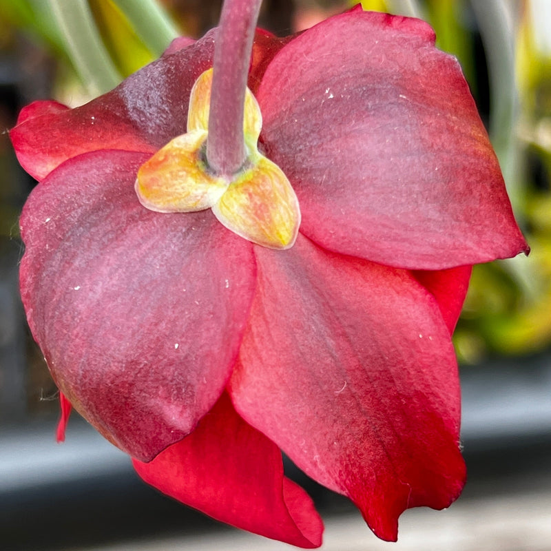Sarracenia leucophylla var. alba - Christian Klein