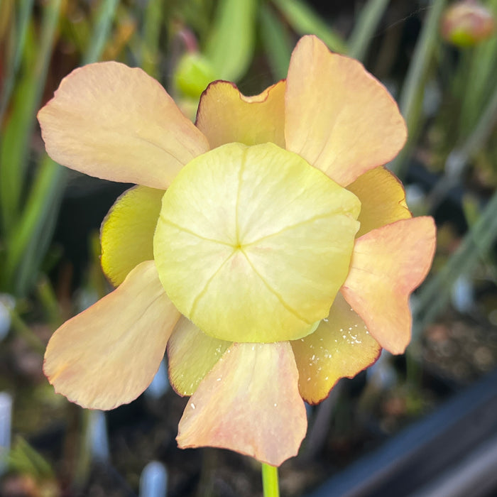 Sarracenia 'Barba'