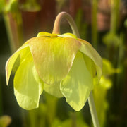 Sarracenia 'Asuka No. 16'