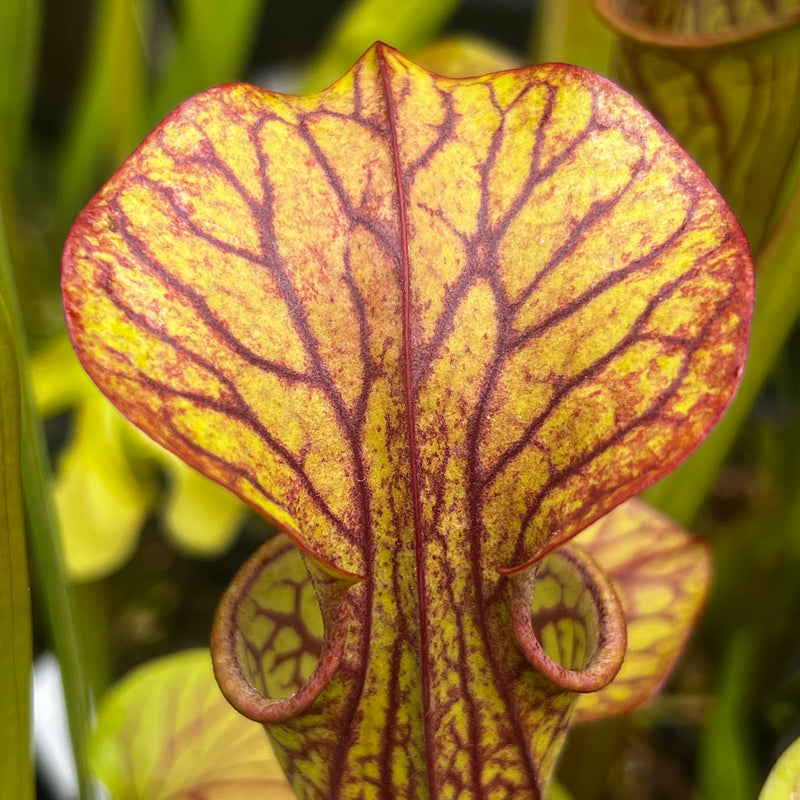 Sarracenia oreophila var. ornata (Sand Mountain, Georgia)