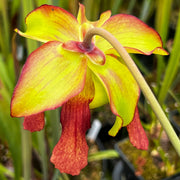 Sarracenia × moorei 'John David King'