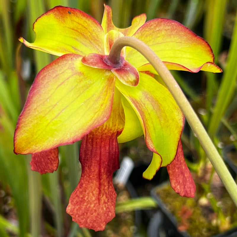 Sarracenia × moorei 'John David King'
