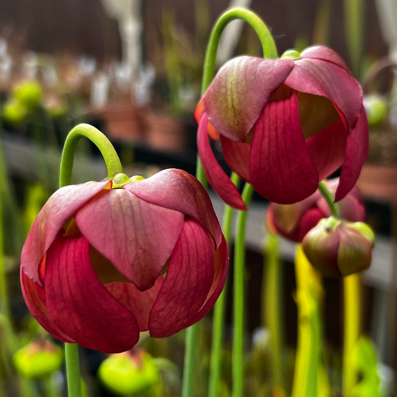 Sarracenia 'Welham's Wonder'