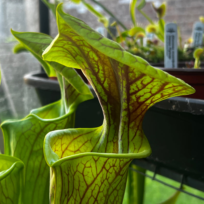 Sarracenia flava var. ornata MS-F221