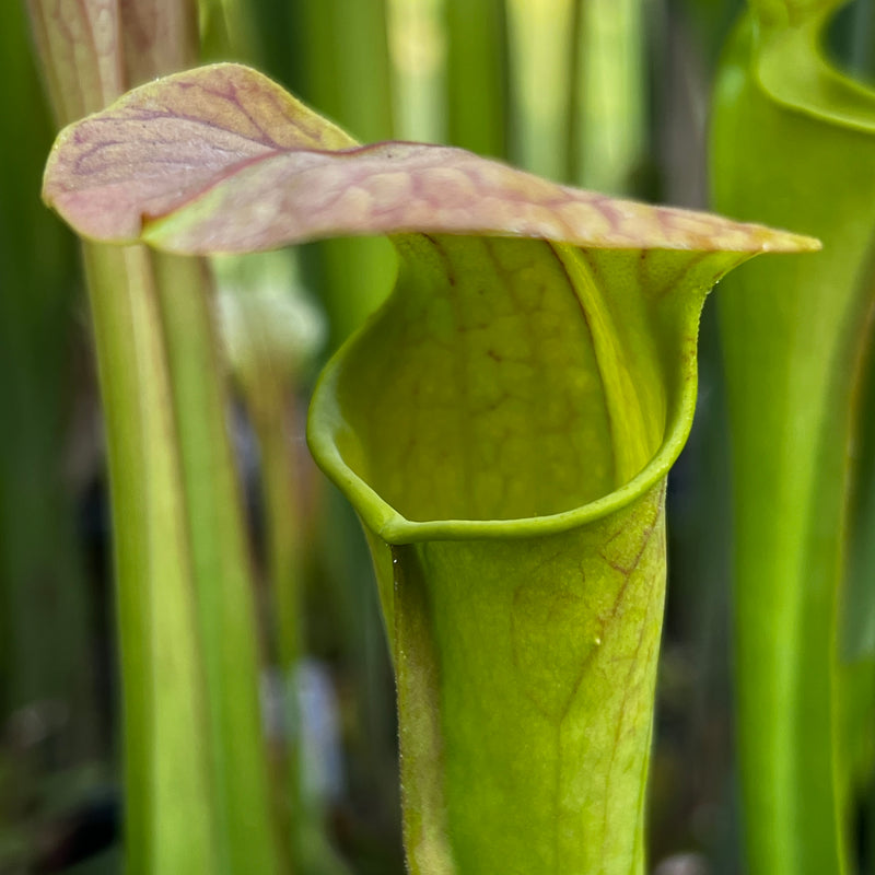 Sarracenia × harperi