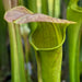 Sarracenia × harperi