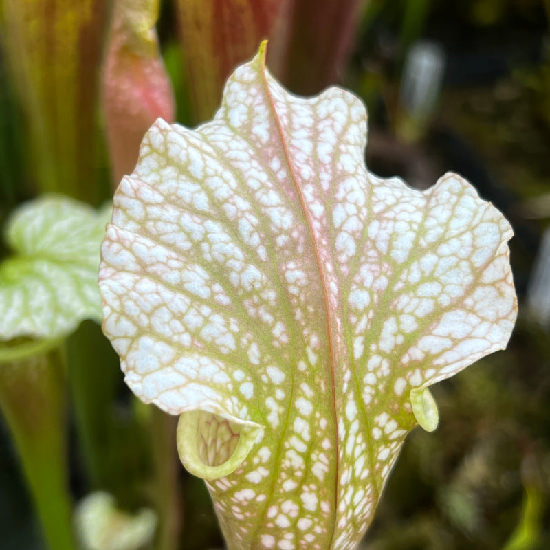 Sarracenia × excellens 'Hummer's Excellens'