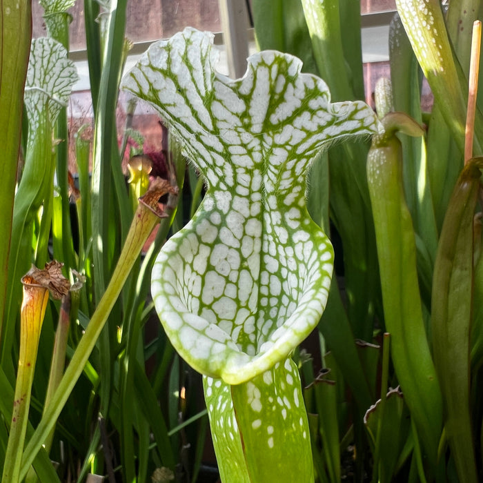 Sarracenia Leucophylla Var. Alba Hurricane Creek White - Clone E (Baldwin County Alabama) Mk-L145E