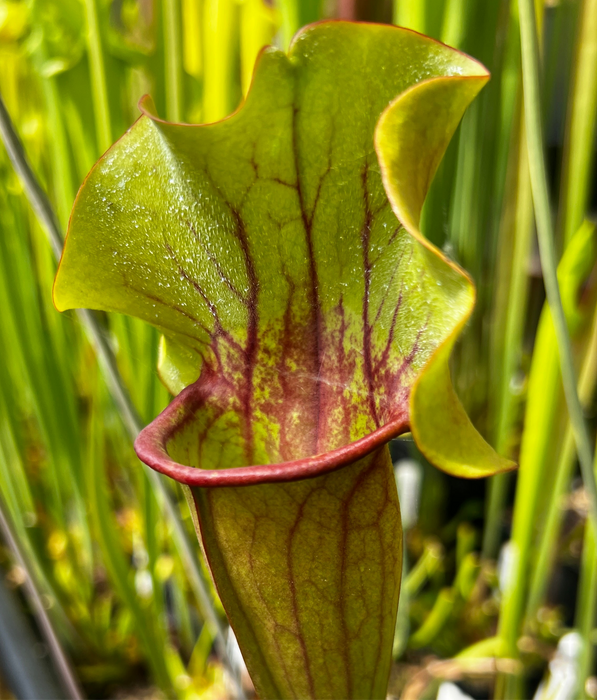 Sarracenia 'True Blood'