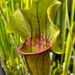 Sarracenia 'True Blood'