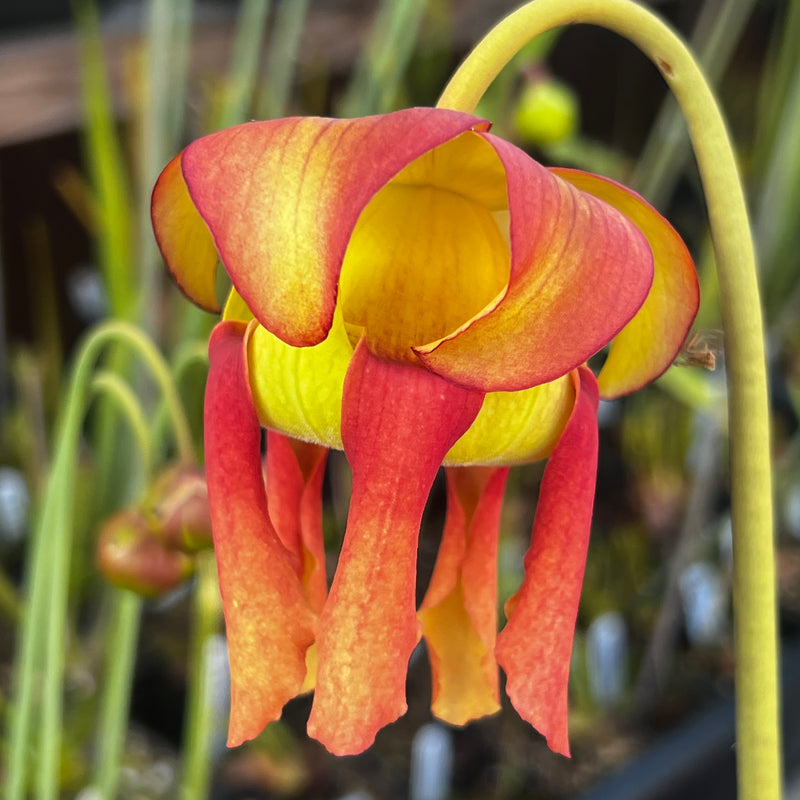 Sarracenia × moorei 'Brooks Hybrid'