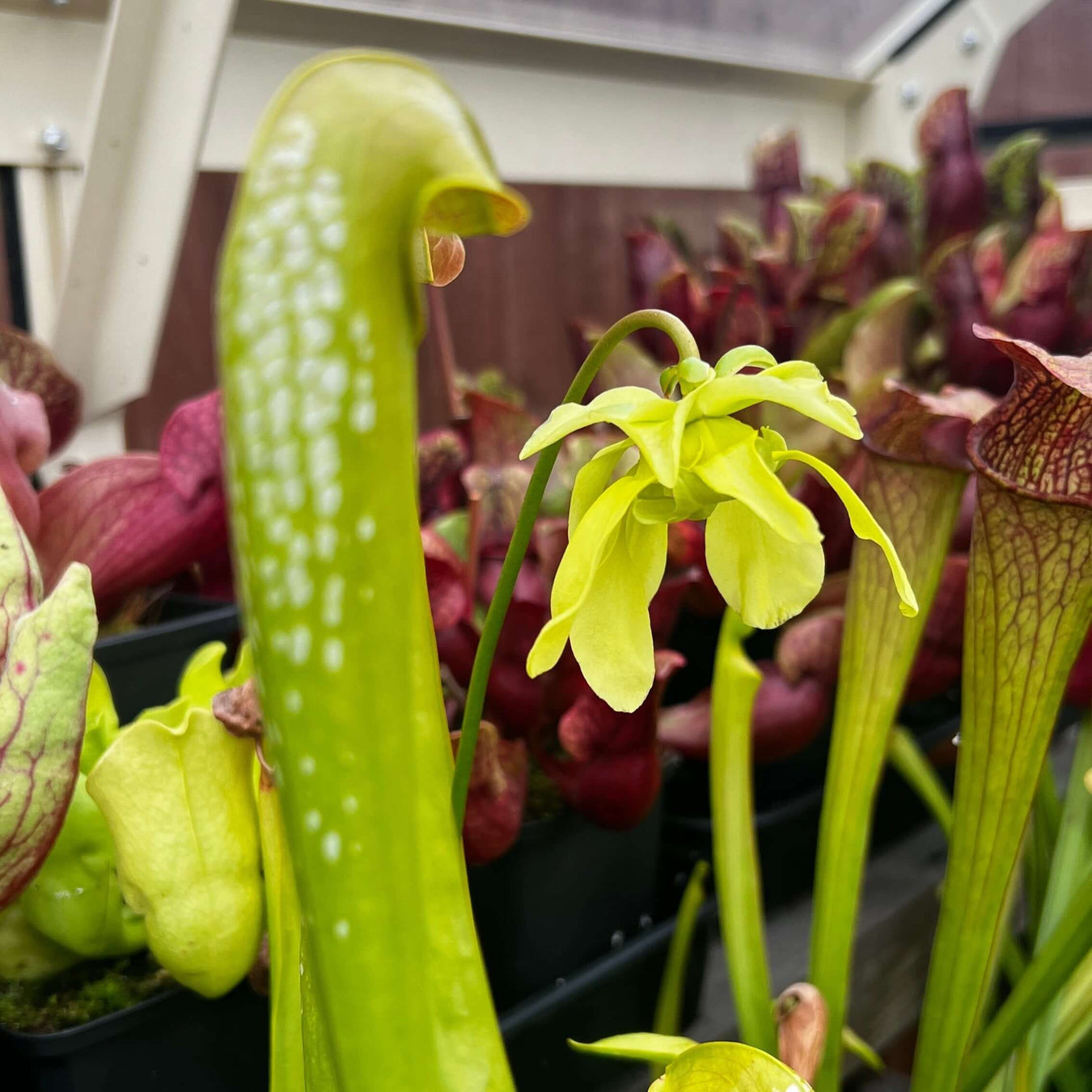 Sarracenia minor var. minor