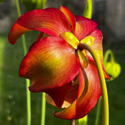 Sarracenia 'Liquorice Lips'