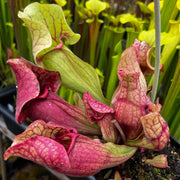 Sarracenia purpurea subsp. venosa 'Gigantea'