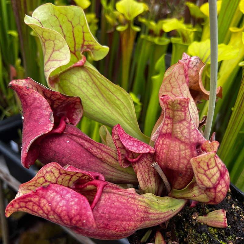 Sarracenia purpurea subsp. venosa 'Gigantea'