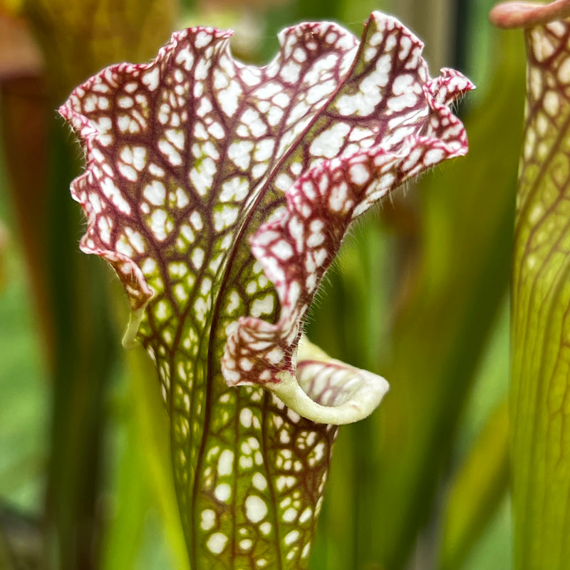 Sarracenia 'Adesugata'