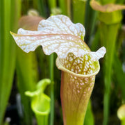 Sarracenia × excellens 'Hummer's Excellens'