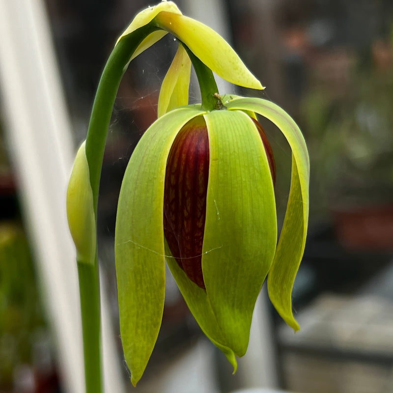 Darlingtonia californica (Cobra Lily)
