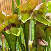 Sarracenia 'Asbo'