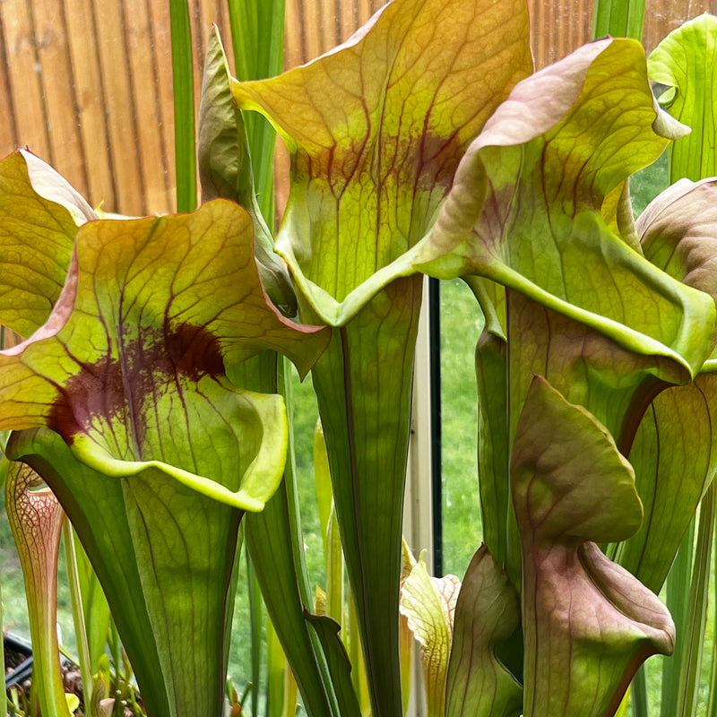 Sarracenia 'Asbo'