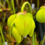 Sarracenia flava var. ornata (Green Swamp, North Carolina) MS-F433