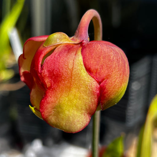 Sarracenia × moorei 'Adrian Slack'