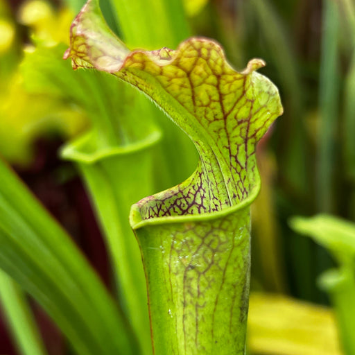 Sarracenia (Leucophylla X × Popei) Moorei