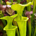 Sarracenia Flava F. Viridescens (Shallotte Brunswick County North Carolina)