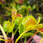 Dionaea muscipula 'Chinese Dumpling'