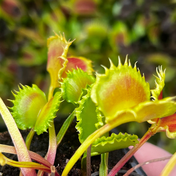 Dionaea muscipula 'Chinese Dumpling'