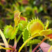 Dionaea muscipula 'Chinese Dumpling'