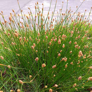 eleocharis palustris common spike rush marginal pond plants mbp034