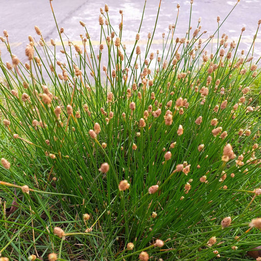 eleocharis palustris common spike rush marginal pond plants mbp034