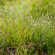 eleocharis acicularis dwarf hairgrass marginal pond plants pond plants water plants ox005