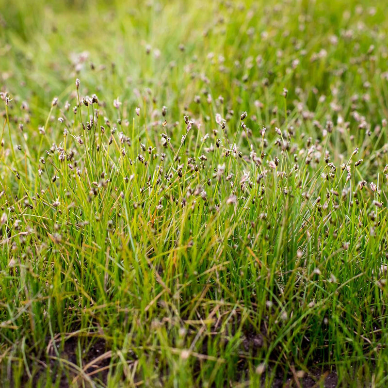 eleocharis acicularis dwarf hairgrass marginal pond plants pond plants water plants ox005