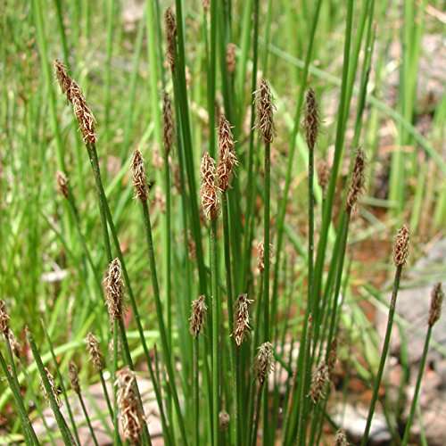 eleocharis palustris common spike rush marginal pond plants mbp034