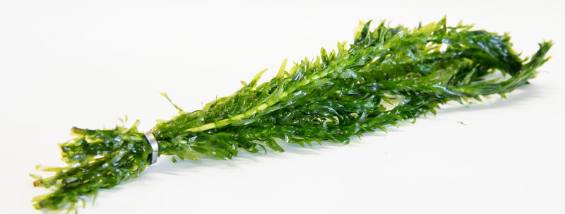 Egeria densa (Brazilian Pondweed)