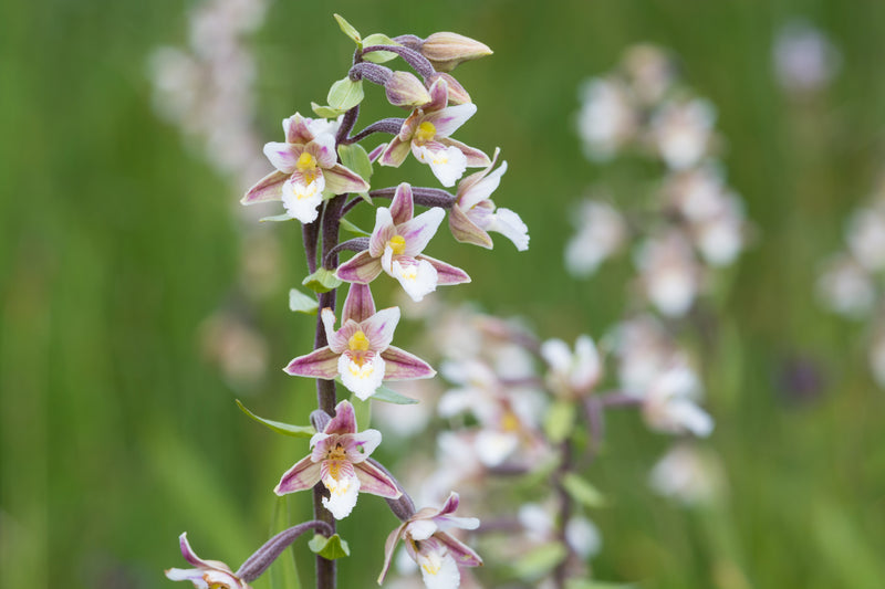 epipactris palustris orchid marginal pond plants mp033