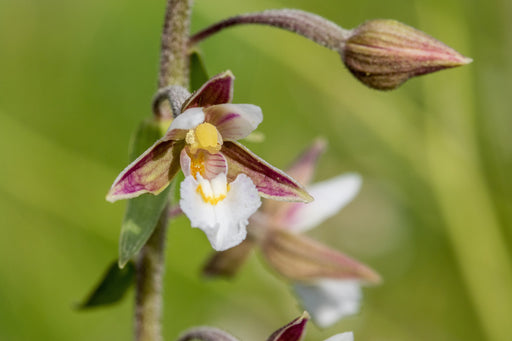 epipactris palustris orchid marginal pond plants mp033