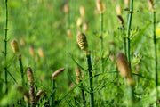 equisetum fluviatile marginal pond plants mp034