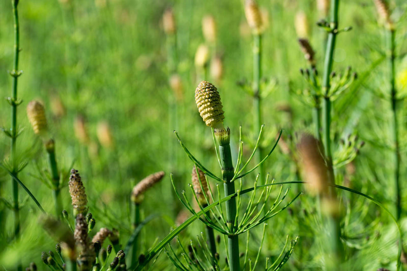 equisetum fluviatile marginal pond plants mp034