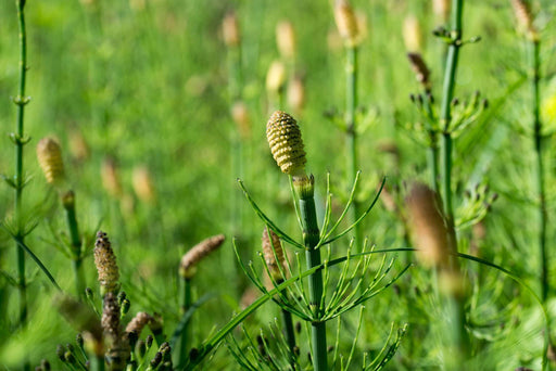 equisetum fluviatile marginal pond plants mp034