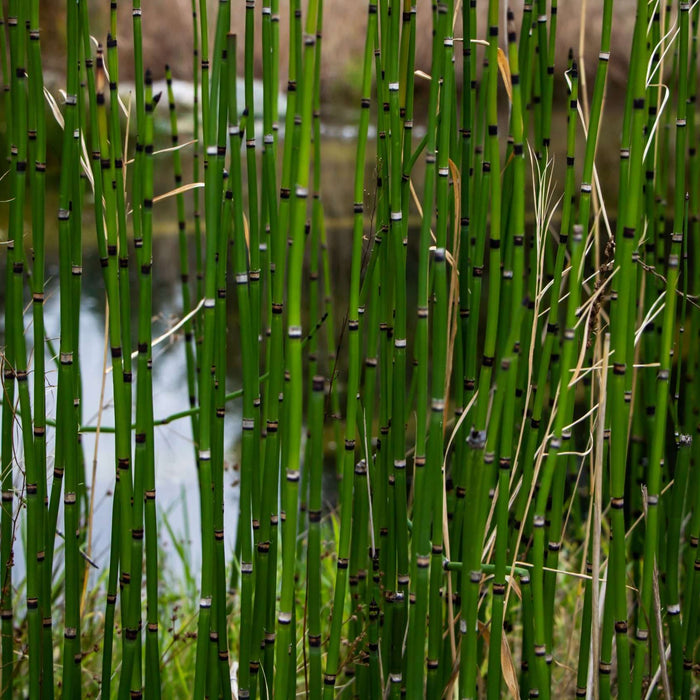 Equisetum hyemale (Dutch Rush)