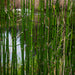 Equisetum hyemale (Dutch Rush)