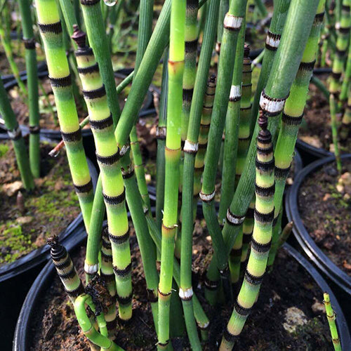 equisetum robustum black barred horsetail marginal pond plants mp036