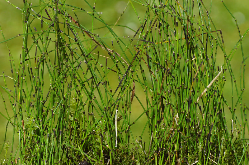 equisetum scirpoides bushy horsetail marginal pond plants mp037