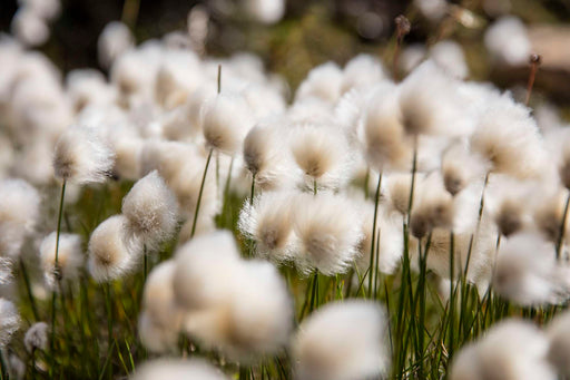eriophorum angustifolium cotton grass marginal pond plants mbp035